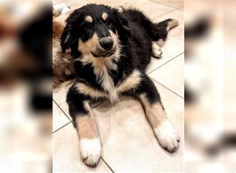 Welpen/ Golden Retriever-Collie-Australian Shepherd/Abgabebereit/Hündin/Rüde