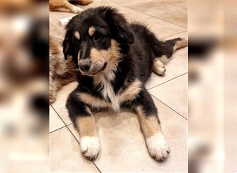 Welpen/ Golden Retriever-Collie-Australian Shepherd/Abgabebereit/Hündin/Rüde