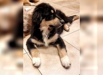 Welpen/ Golden Retriever-Collie-Australian Shepherd/Abgabebereit/Hündin/Rüde