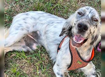 Englische-Setter-Hündin ♥Frida♥ liebt Menschen und Aktivität