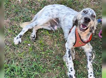 Englische-Setter-Hündin ♥Frida♥ liebt Menschen und Aktivität