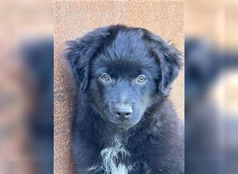 Mini Aussie , Miniature Australian Shepherd Welpe, Rüde