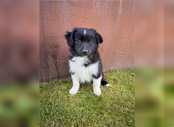 Mini Aussie , Miniature Australian Shepherd Welpe, Rüde