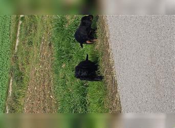 Labradoodle nur noch ein Rüde sucht ein Zuhause