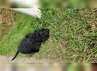 Labradoodle nur noch ein Rüde sucht ein Zuhause