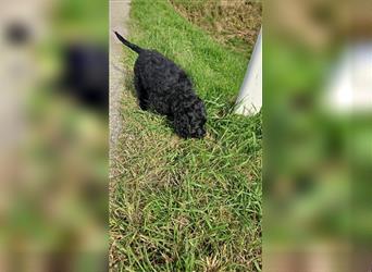 Labradoodle nur noch ein Rüde sucht ein Zuhause