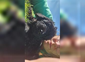 Labradoodle nur noch ein Rüde sucht ein Zuhause