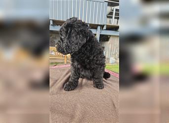 Labradoodle nur noch ein Rüde sucht ein Zuhause