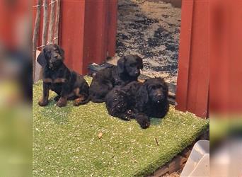 Labradoodle nur noch ein Rüde sucht ein Zuhause