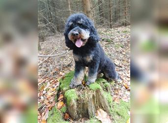 Labradoodle nur noch ein Rüde sucht ein Zuhause