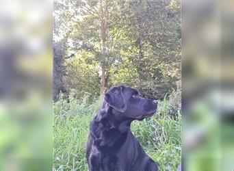 Labradoodle nur noch ein Rüde sucht ein Zuhause