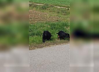 Labradoodle nur noch ein Rüde sucht ein Zuhause