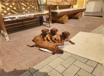 Rhodesian Ridgeback