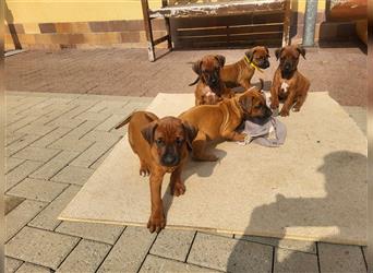 Rhodesian Ridgeback