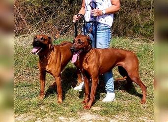 Rhodesian Ridgeback