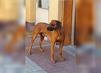 Rhodesian Ridgeback