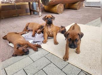 Rhodesian Ridgeback