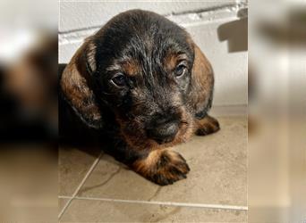 Selbstbewusster Charakter - Rauhaardackel-welpe - Ihr zukünftiger Jagdhund