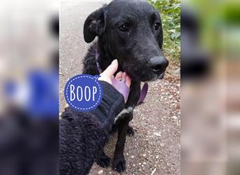 Boop ein freundlicher Kerl