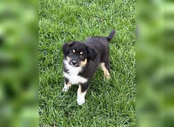 Australian Shepherd Welpe  black tri, ASCA, Chip + EU Pass + Impfung