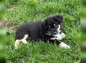 Australian Shepherd Welpe  black tri, ASCA, Chip + EU Pass + Impfung