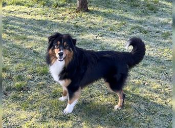 Australian Shepherd Welpe  black tri, ASCA, Chip + EU Pass + Impfung