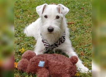 White Snoop - verspielter Wirbelwind - Tierhilfe Franken e.V.