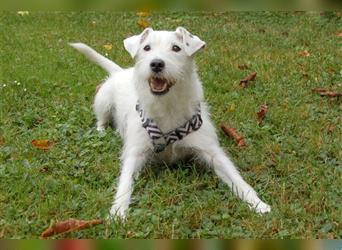 White Snoop - verspielter Wirbelwind - Tierhilfe Franken e.V.