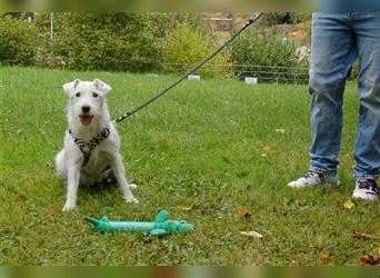 White Snoop - verspielter Wirbelwind - Tierhilfe Franken e.V.