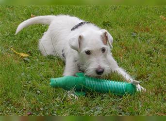 White Snoop - verspielter Wirbelwind - Tierhilfe Franken e.V.