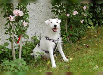 White Snoop - verspielter Wirbelwind - Tierhilfe Franken e.V.