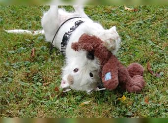 White Snoop - verspielter Wirbelwind - Tierhilfe Franken e.V.