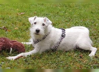 White Snoop - verspielter Wirbelwind - Tierhilfe Franken e.V.