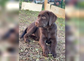 Labrador Welpen braun geboren am 15.07.24