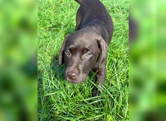 Labrador Welpen braun geboren am 15.07.24