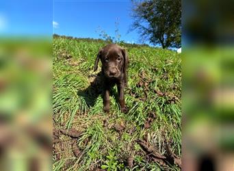 Labrador Welpen braun geboren am 15.07.24