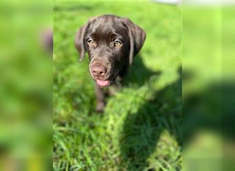 Labrador Welpen braun geboren am 15.07.24