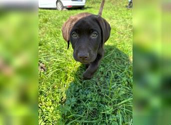 Labrador Welpen braun geboren am 15.07.24