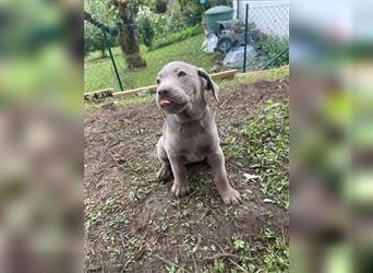 Labrador Welpen braun geboren am 15.07.24