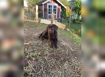 Labrador Welpen braun geboren am 15.07.24