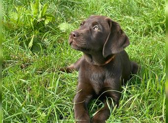 Labrador Welpen braun geboren am 15.07.24