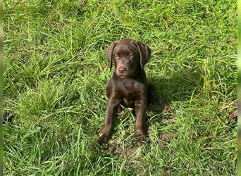 Labrador Welpen braun geboren am 15.07.24