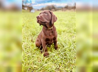 Labrador Welpen braun geboren am 15.07.24