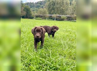 Labrador Welpen braun geboren am 15.07.24