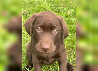 Labrador Welpen braun geboren am 15.07.24