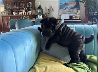 DAS HAUS MIT SHAR-PEI WELPEN - Rassehunde FCI-Profesionelle Zucht