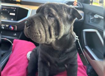 DAS HAUS MIT SHAR-PEI WELPEN - Rassehunde FCI-Profesionelle Zucht