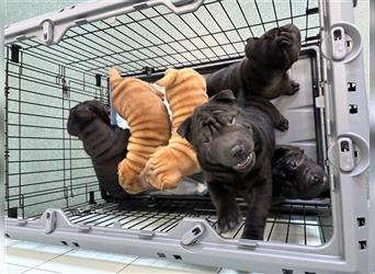 DAS HAUS MIT SHAR-PEI WELPEN - Rassehunde FCI-Profesionelle Zucht