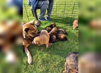 8 gesunde putzmuntere Harzer Fuchs Welpen abzugeben