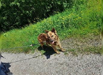 8 gesunde putzmuntere Harzer Fuchs Welpen abzugeben